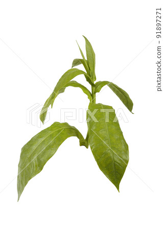 Tobacco plant isolated on white Tobacco plant isolated on white 91897271