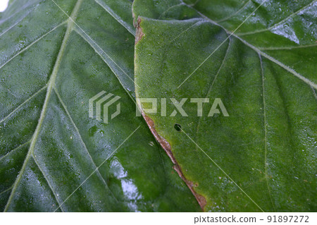 Tobacco leaves background Tobacco leaves background 91897272