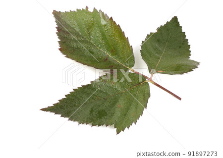 Blackberry leaf isolated on white Blackberry leaf isolated on white 91897273