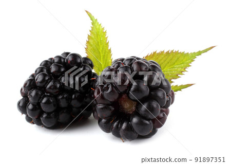 Blackberry and leaf 91897351