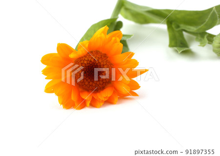 Calendula isolated on white Calendula isolated on white 91897355