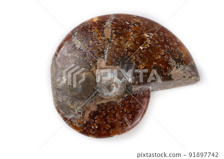 Ammonite isolated on white 91897742