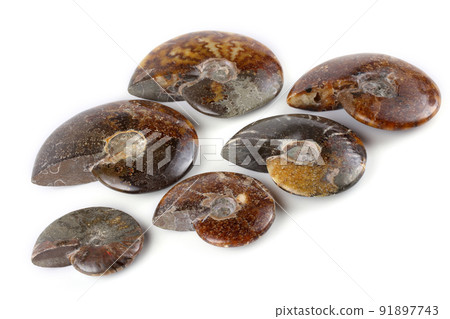 Ammonites isolated on white Ammonites isolated on white 91897743