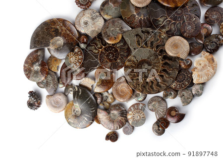 Ammonites isolated on white. Different ammonite varieties 91897748