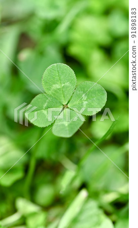 Four-leaf clover that brings good luck 91898183
