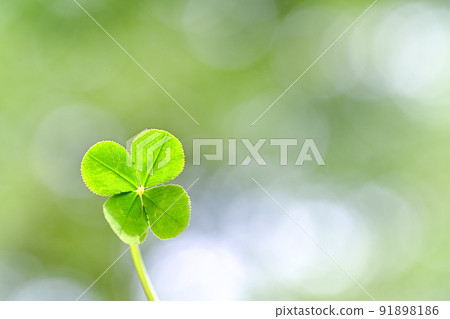 Four-leaf clover that brings good luck Four-leaf clover that brings good luck 91898186