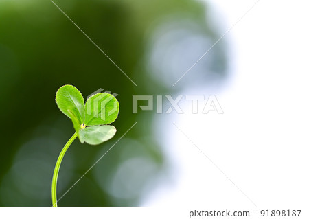 四葉草帶來好運 91898187