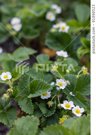 Strawberry plants in blossom. Agriculture, gardening concept. 91898523