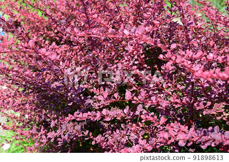 小蘗玫瑰爪庭園樹（小蘗科） 91898613