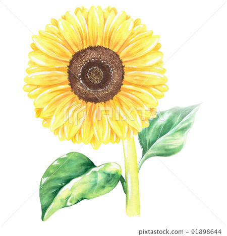 Sunflower. Watercolor vintage illustration. Isolated on a white background. For design. 91898644