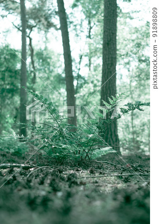 Beautyful ferns leaves, green foliage, natural floral fern background in sunlight. Natural green Beautyful ferns leaves, green foliage, natural floral fern background in sunlight. Natural green 91898809