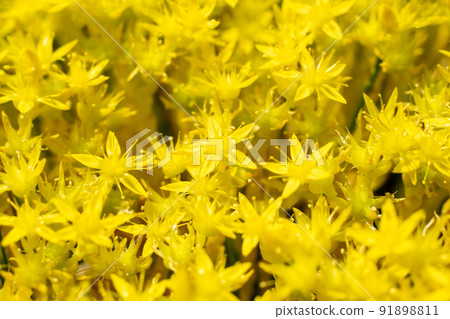 Curative plant used in homeopathy yellow St. Johns wort flowers, sedum acre, or acrid stonecrop Curative plant used in homeopathy yellow St. Johns wort flowers, sedum acre, or acrid stonecrop 91898811