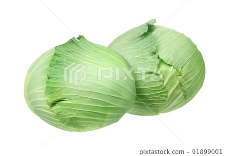 Cabbage illustration real set 91899001