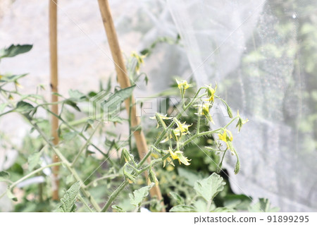 Growing tomatoes in the vegetable garden Growing tomatoes in the vegetable garden 91899295