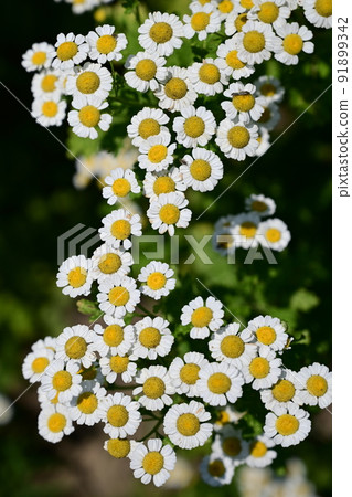 小白菊(菊科)多年生植物 小白菊(菊科)多年生植物 91899342