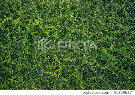 tropical leaves, abstract green leaves texture 91899627