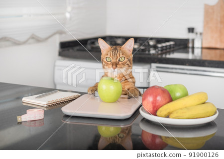 Bengal cat weighs an apple on a kitchen scale. 91900126