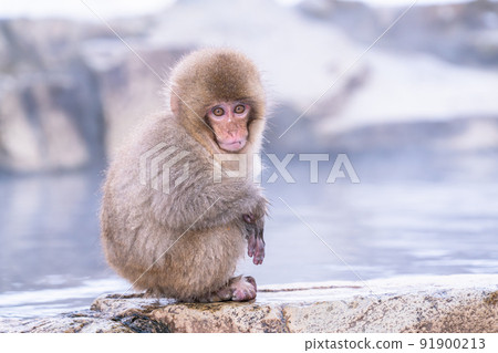 《長野縣》 一隻猴子進入溫泉，地獄谷野猴公園 91900213