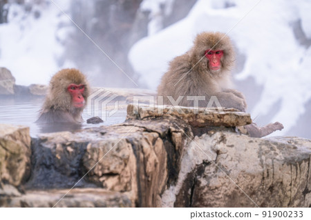 《Nagano Prefecture》 A monkey entering a hot spring, Jigokudani Wild Monkey Park 《Nagano Prefecture》 A monkey entering a hot spring, Jigokudani Wild Monkey Park 91900233