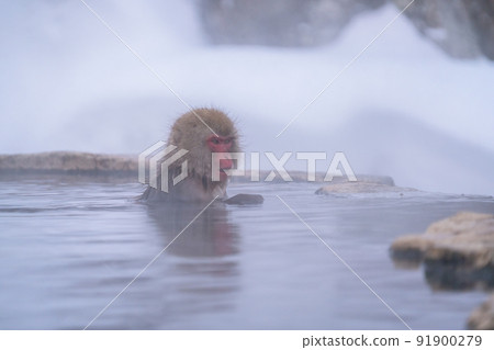 《Nagano Prefecture》 A monkey entering a hot spring, Jigokudani Wild Monkey Park 《Nagano Prefecture》 A monkey entering a hot spring, Jigokudani Wild Monkey Park 91900279