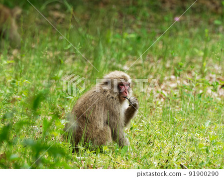 Wild Japanese monkey Azumino 91900290