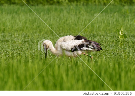 Stork Konotori Meal Food Rice Field 01 91901196