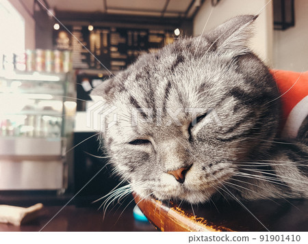Cute cat wearing as Santa Clause costume inside a cat cafe Cute cat wearing as Santa Clause costume inside a cat cafe 91901410