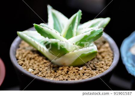 Agave ,succulent or cactus or Agave americana var. Agave ,succulent or cactus or Agave americana var. 91901587