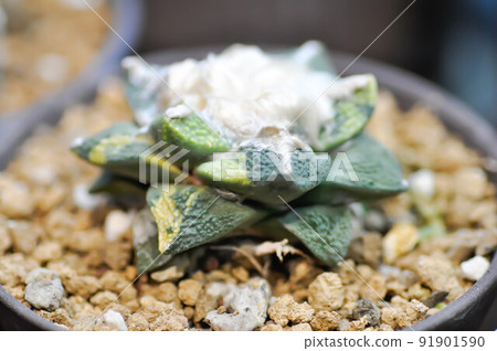ariocarpus fissuratus or Agave ,succulent or cactus plant or Agave americana var or Haworthia or Haworthia akanko ariocarpus fissuratus or Agave ,succulent or cactus plant or Agave americana var or Haworthia or Haworthia akanko 91901590