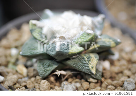 ariocarpus fissuratus or Agave ,succulent or cactus plant or Agave americana var or Haworthia or Haworthia akanko ariocarpus fissuratus or Agave ,succulent or cactus plant or Agave americana var or Haworthia or Haworthia akanko 91901591