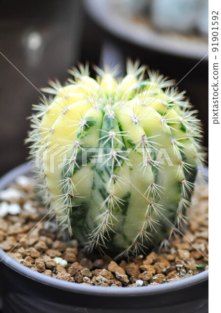 Echinopsis, Echinopsis calochlora or eriocactus leninghausii or Echinopsis subdenudata or cactus or bicolor cactus 91901592