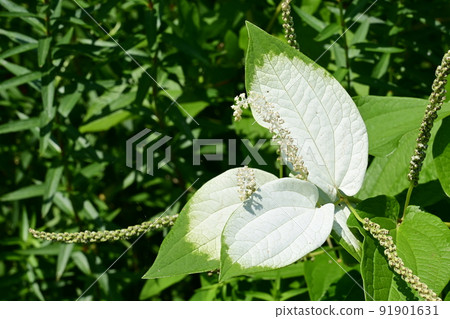 Perennial plant of Saururus chinensis (Lizard tails) Perennial plant of Saururus chinensis (Lizard tails) 91901631