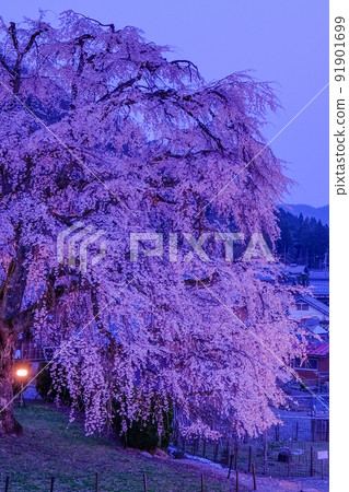 Myokoji Temple cherry tree Myokoji Temple cherry tree 91901699