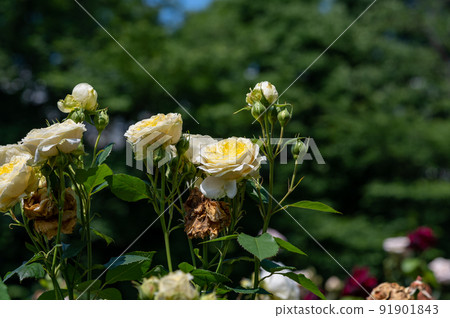 Rose of yellow Rose of yellow 91901843