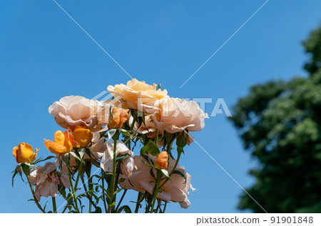 Rose of yellow Rose of yellow 91901848