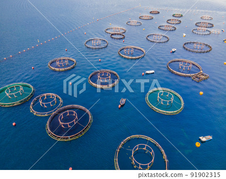 Oyster farm in the Mediterranean. Montenegro, Kotor Oyster farm in the Mediterranean. Montenegro, Kotor 91902315