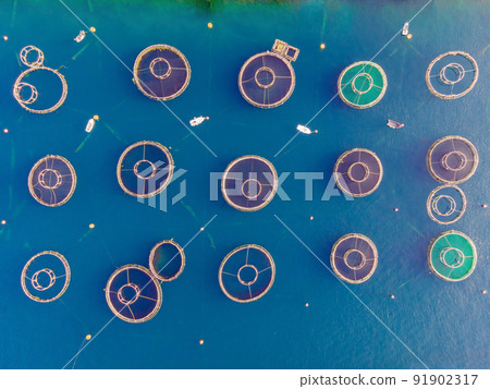 Oyster farm in the Mediterranean. Montenegro, Kotor 91902317