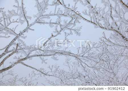 A tree A tree 91902412