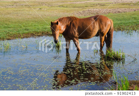 A brown horse stands in a swamp and is beautifully reflected in the water. A brown horse stands in a swamp and is beautifully reflected in the water. 91902413
