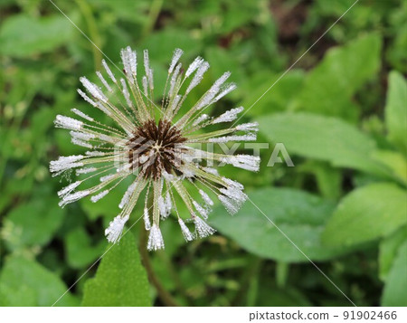 inflorescence of a weed plant with fluffy seeds in raindrops close-up on a blurred background of wet foliage as a textural detailed background of summer nature 91902466