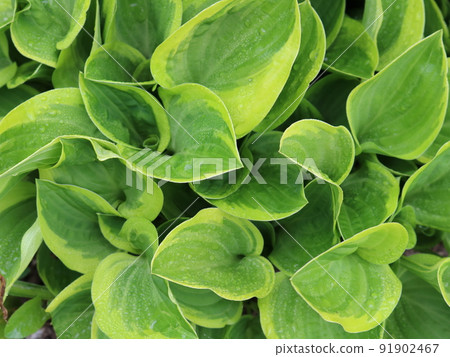 beautiful pale green hosta leaves with a light border around the edges of the leaf in raindrops image full frame as a natural summer background of textured light foliage 91902467
