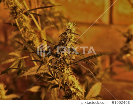 sprig of marijuana on a blurred background of a bush growing indoors with yellow artificial light, fleecy inflorescences of a ripe cannabis plant close-up under an orange warm light of a lamp 91902468