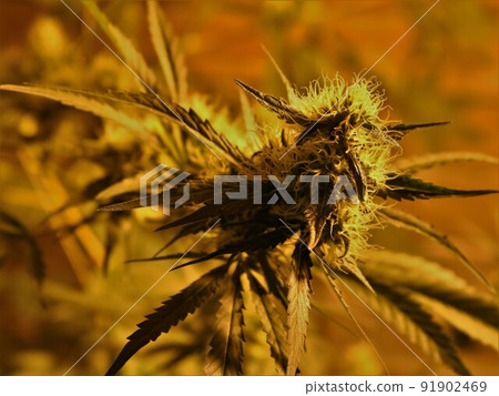 sprig of indoor cannabis bush with villi of ripe inflorescence close-up in yellow-orange artificial light on blurred wall background, recreational marijuana cultivation in detail 91902469