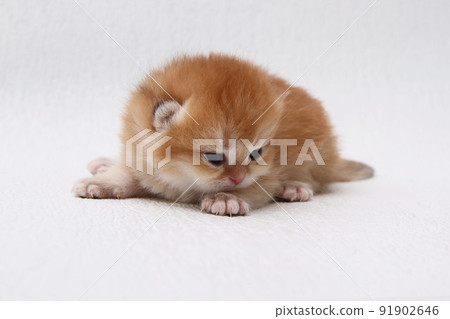 British shorthair kitten of golden color on white background and green leaves. Cute red chinchilla kitten. Pets at cozy home. Top down view web banner. Funny adorable pets cats. Postcard concept. 91902646