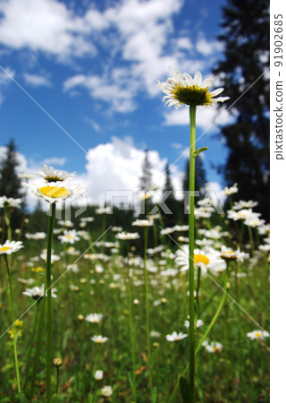 Daisy flowers blooming in spring 91902685