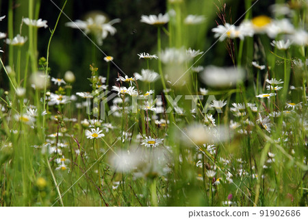 Daisy flowers blooming in spring 91902686