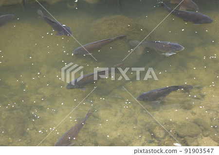 鯉魚 鯉魚 91903547