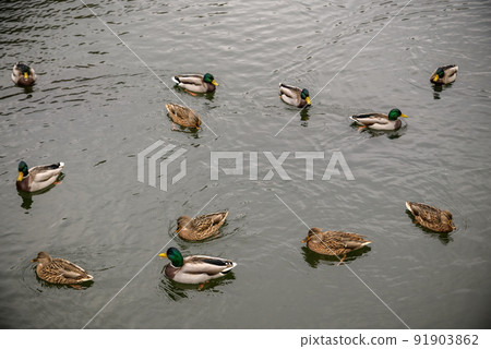 A flock of female Mallard ducks with brown plumage swims and fee 91903862