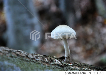 Solitary mushroom on a tree 91904143