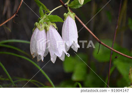 螢火蟲刷在雨中 91904147